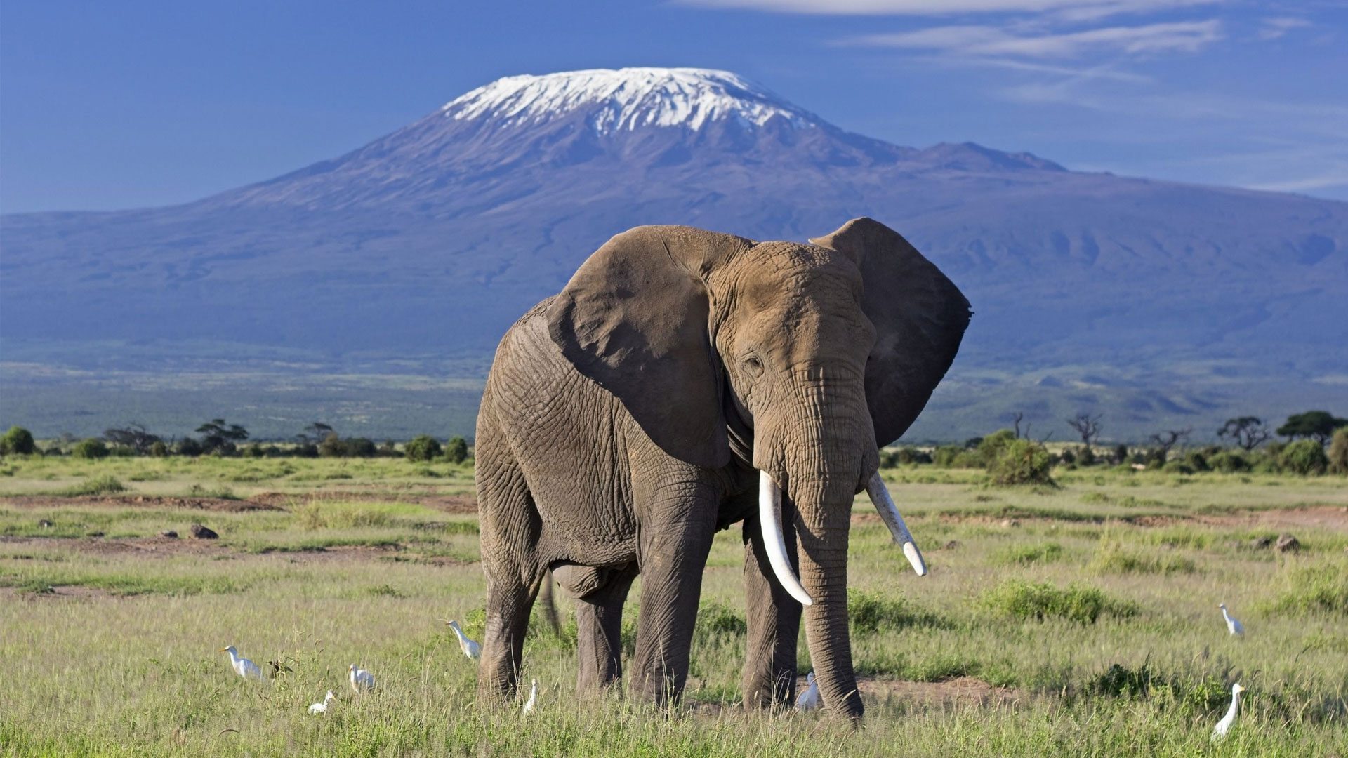 Amboseli Adventure