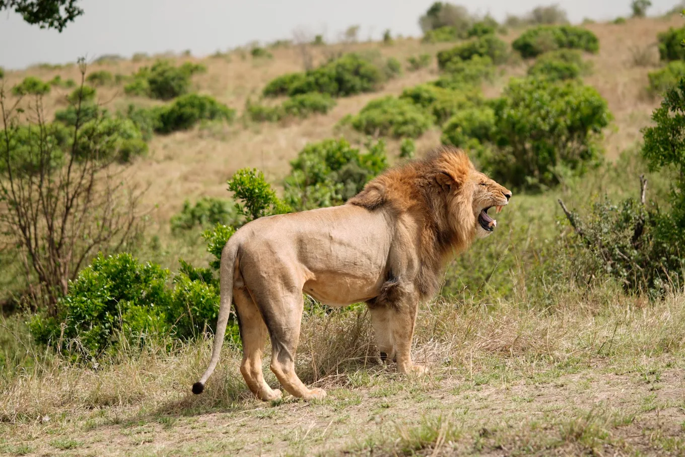 Masai Mara Safari